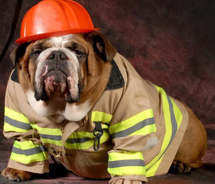 A dog in a fire fighters uniform 