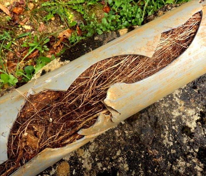 A pipe that is broken with tree roots. 